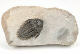 Detailed Metacanthina Trilobite - Nice Looking Specimen #209652-2
